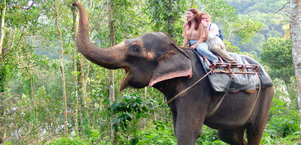 elephant safari