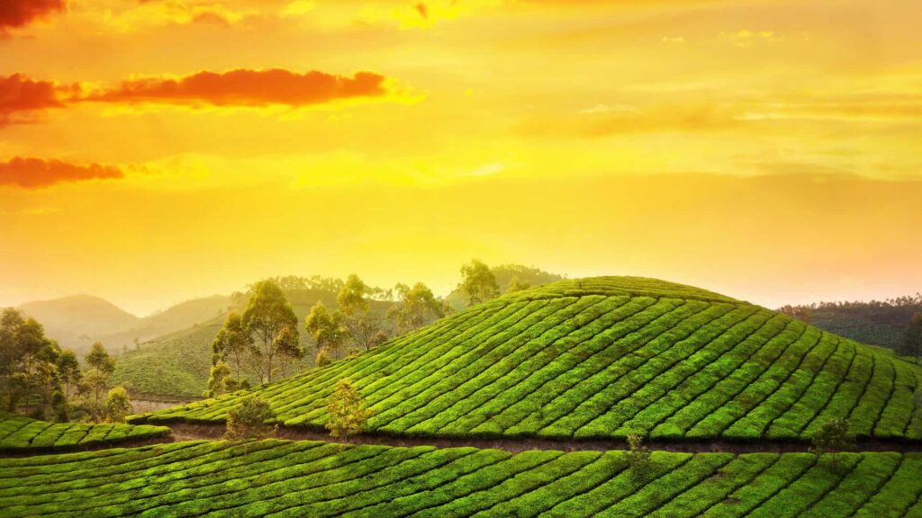 gap road munnar01