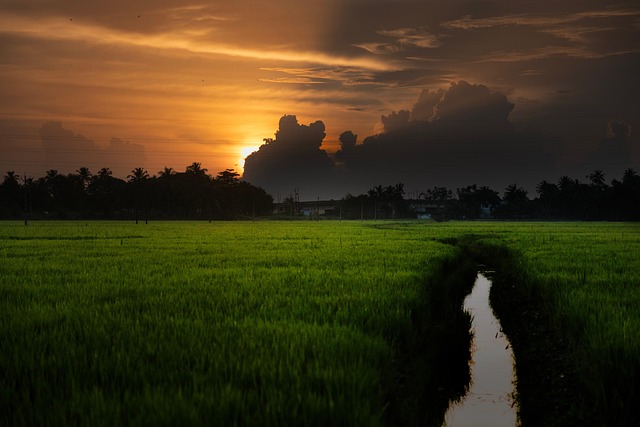 rice field 8295148 640
